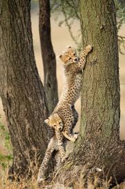 Give Me A Boost Via Cutest Paw Animals Wild Animals Animals Beautiful