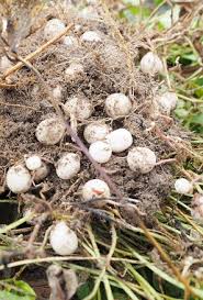 Image result for Vigna subterranea