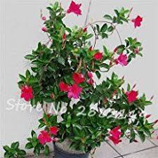 Mandevilla Care Grow Colorful Mandevilla Trellis Vines Mandevilla Trellis Trellis Plants Vine Trellis