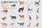 What Are the Cutest Cat Breeds? | Petfinder