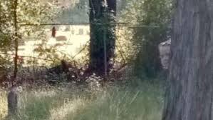 Creepy things found in the woods. Creepy Thing Spotted In Google Street View Escape Com Au