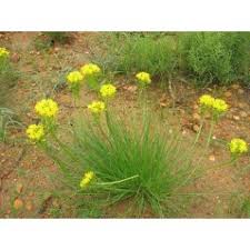 Image result for Bulbine capitata