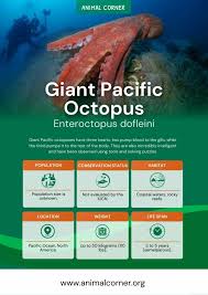 Giant Pacific Octopus - Animal Corner