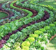 Beautiful Fruit And Vegetable Garden Yahoo Image Search Results Jardin Potager Idees Jardin Beaux Jardins
