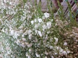 Check spelling or type a new query. Drying Flowers By Hanging In Workshop Dried Flower Craft