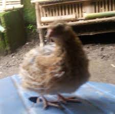 Check spelling or type a new query. Peternakan Puyuh Purworejo Garuda Farm S Bibit Dan Telur Puyuh Murah Home Facebook