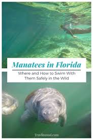 The Best Florida Manatee Tours To Swim With Manatees In Crystal River Florida Swimming With Manatees Manatee Florida Visit Florida