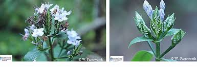 Image result for Eranthemum pulchellum