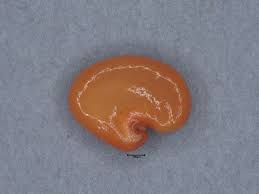 Image result for Crotalaria cylindrocarpa