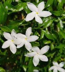 Browse 1,359 white jasmine flower stock photos and images available, or search for red poppy flower to find more great stock photos and pictures. White Jasmine Flower Rs 300 Kg Mkk Traders Id 22269502612