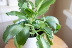 Image result for Kalanchoe daigremontiana