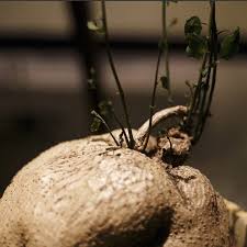 Image result for Stephania cyanantha