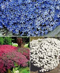 They limit weed growth, stabilize slopes, and add interest this leaves the ground bare and exposed, opening it up to potential weed issues and soil erosion. 15 Ground Cover Plants From Spalding Bulb Ground Cover Plants Ground Cover Garden Makeover