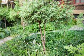 Trees and shrubs that bloom early in the spring season such as lilac, rhododendron, magnolia, mock orange and forsythia, all bear flowers on wood formed the previous year. 15 Best Small Trees For Tiny Yards