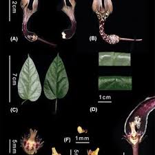 Image result for Bothriocline quercifolia