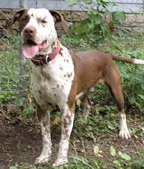 Share this previous post pit bull rescue bakersfield ca. Pointer Pit Bull Red Mid America Bully Breed Rescue