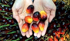Malaysia palm oil palm kernel oil malaysia palm oil supplier 1.free of sample 2.100% natural 3.no additive refined palm oil malaysia palm oil is extracted from the fruits of palm tree. Cpo Price Peaks Into Malaysia S Palm Oil Industry History