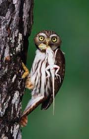 The tiny elf owl is on the endangered list in california where efforts to save them owls keep animals and insects that breed prolifically from overrunning areas of the world. 900 Owls Ideas In 2021 Beautiful Owl Pet Birds Owl