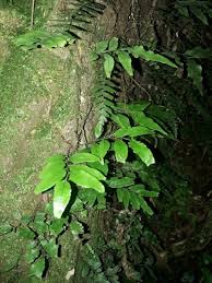Image result for Arthropteris
