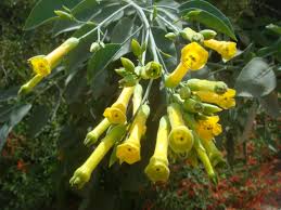 Image result for Nicotiana glauca