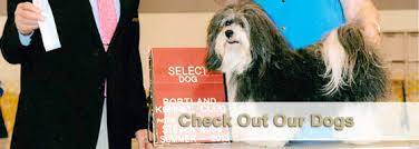 Check spelling or type a new query. Northwest Havanese Breeders Havanese Puppies For Sale In Oregon