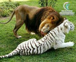 Leao Tigre Branco Big Cat Rescue Cute Animals Animals Friendship