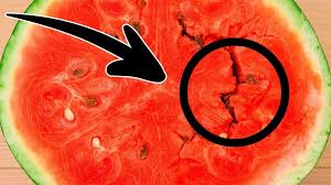We did not find results for: 6 Consigli Per Scegliere Una Buona Anguria E Non Comprare Mai Piu Cocomeri Acquosi