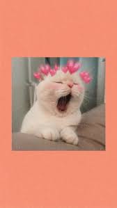 Available for hd, 4k, 5k pc, mac, desktop and mobile phones. Cute Aesthetic Cat Gambar Hewan Lucu Anak Kucing Menggemaskan Gambar Kucing Lucu