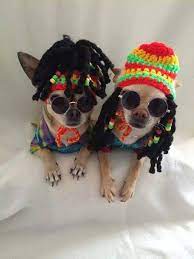 Rasta Dog Carnival Hat With Beaded Dred Locks For Small Dog Halloween Cute Chihuahua Pet Costumes