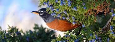 Different bird species are attracted to different colors in different ways. Attract Birds A Dozen Native Trees And Shrubs That Birds Love
