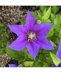 Maybe you would like to learn more about one of these? Clematis Olympia 2lt