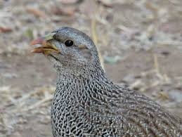 Image result for Tragiella natalensis