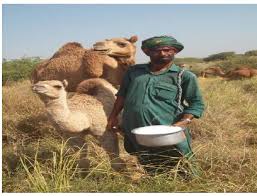By all means and welcome, said the man; India S First Camel Milk Plant To Begin By March End In Kutch Vikalp Sangam