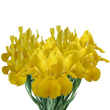 Maybe you would like to learn more about one of these? Flower Delivery Yellow Iris Flowers For Weddings Globalrose