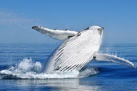 A violation, as of a law, obligation, or promise: Breaching Animals And Nature Lessons Dk Find Out
