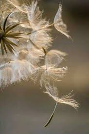 Pin By Steven Stoner On Poetique Leger Apaisant Dandelion Flowers Nature Photography
