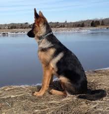 German shepherd puppies are often listed as one of the most popular puppy breeds in the united states. When Do German Shepherd Puppy Ears Stand Up Dogs Health Problems