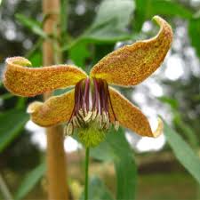 The root system of a clematis is wiry rather than fibrous. Plant World Seeds Clematis Montana Pink Seeds Gardening Patio Lawn Garden Urbytus Com