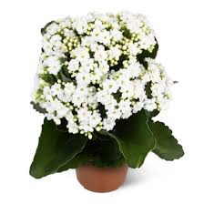 Image result for Kalanchoe rosalina