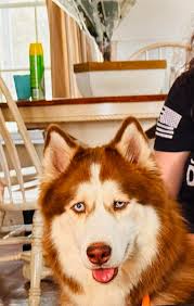 Waiting for arrival of mixed labrador/husky new born puppy will he be ok  with my two cats