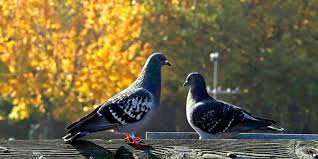 Lift your spirits with funny jokes, trending memes, entertaining gifs, inspiring stories, viral videos, and so much. 2 Pigeons Board India Aircraft Go Viral As Passengers Film The Chaos
