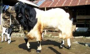 Jenis kambing etawa atau kambing jamnapari merupakan kambing gagah yang berasal dari daerah india. Jenis Kambing J