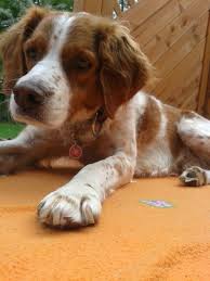 Brittany Spaniel Epagneul Breton Lucky Brittany Dog French Brittany Spaniel Brittany Spaniel Dogs