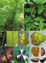 Image result for Cleistanthus