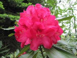 Same day, birthday, sympathy, romance, get well, congratulations 90 Wildflowers Of Pa Ideas Wild Flowers Plants Flowers