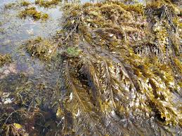 Image result for Geigeria engleriana