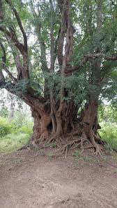 Image result for Acacia stuhlmannii