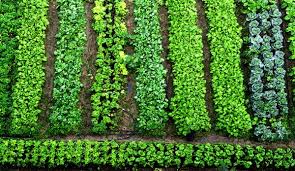 Vegetable gardening at home can be a way to save money while you get up close and personal with nature. 6 Tips To Improve Your Farm S Productivity Hobby Farms