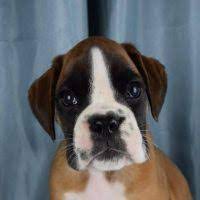 We work closely with many small shelters throughout iowa to save boxers. Boxer Puppies For Sale In Illinois Boxer Breeders And Information