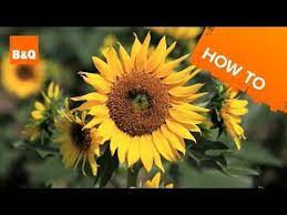 Side Effects And Health Benefits Of The Medicinal Herb Sunflower Helianthus Annuus And The Uses Of Its Flo Growing Sunflowers Gardening For Dummies Sunflower